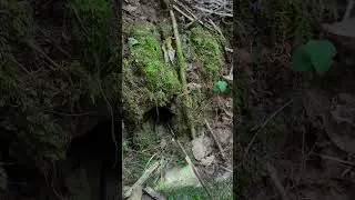 Male Tarantula in the Amazon Rainforest