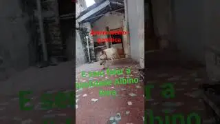&iacute;ndio gigante barbela de boi Crista de bola gen&eacute;tica 100% sem falar pintura