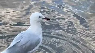 Black Billed Gull Foraging
