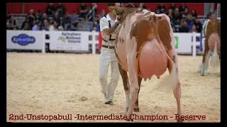 Red & White Holstein in Toronto.Junior 3 yr Class