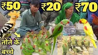 Lucknow nakhas birds market लखनऊ की सबसे सस्ती चिड़िया बाज़ार phadi tote ke baby 🐥