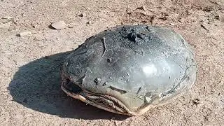 Road Par Turtle Mila 🐢 | Rescue & Release | Turtle on Road Saved1