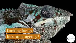 Looking for an insurance agency? Look No Further - Hayek Insurance