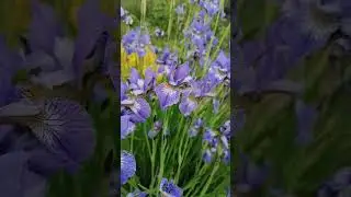 #Сибірський Ірис #shortvideo #shorts