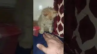 famliy #youtubeshorts #shots #viral #dubaibeauty #algerie #cat #catbaby #catclothes #catlover #cat