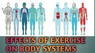 Effects of Exercise  on Body Systems