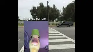 #cat #duck #memes #funny 