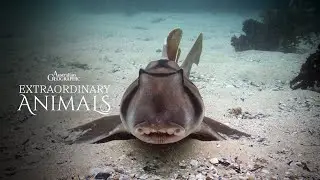 Extraordinary Animals: Port Jackson Shark