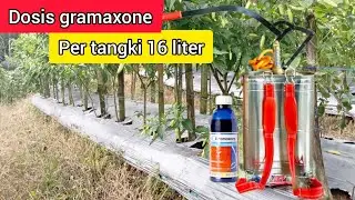 Dosis herbisida gramaxone per tangki 16 liter untuk membasmi rumput