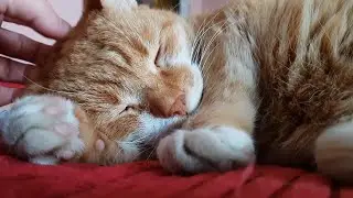ASMR Sleepy Cat Purring