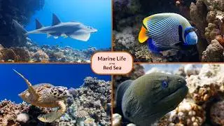 Relaxing | Red Sea's Most Fascinating Marine Creatures 
