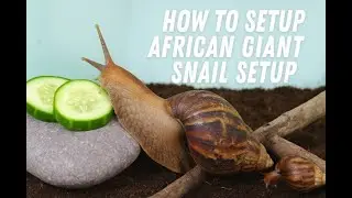 Here's how to setup a African Giant land snail enclosure