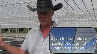 Growing during the tropical heat in Florida heat is now possible using a Cravo retractable house