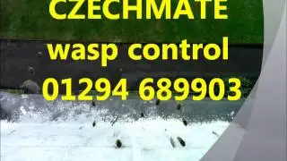 Pest Control Glasgow & Lanarkshire   Wasp Removal Treatment
