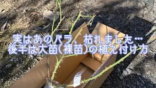 実はあのバラ、枯れました…後半は大苗(裸苗)を植え付けます。