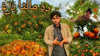 Da Malto Bagh Manki Sharif Nowshera