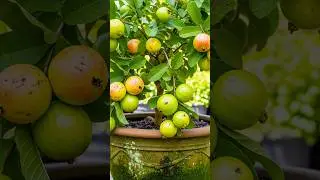 Learn how to grow guava tree from stem | 100% success tips //#reels #shorts