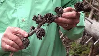 Fire Ecology of the central Rockies #09: lodgepole pine