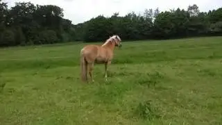 Havanna Haflinger Stute 5 Zeitlupe