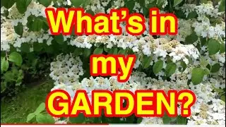What&rsquo;s in my Garden?