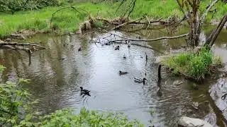 A Calm Day for Pond Ducks