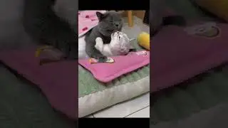 Cat caught his girlfriend cheating 😂 #shorts #shortvideo #cat