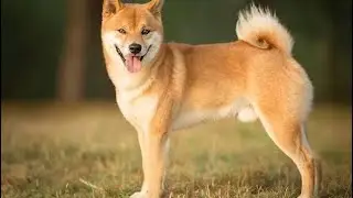#lesslethal for #dog defense? #byrna