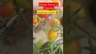 Panen Tomat Di Polybag Hasilnya Waahh 😍😍 #panen #tomat #panentomat #polybag