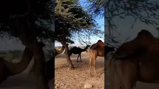 #RajasthanReelChallenge | Beautiful Rajasthan | #shorts