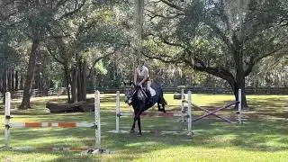 Lyric CMF 2016 Grey 16.2 Dutch Warmblood Mare