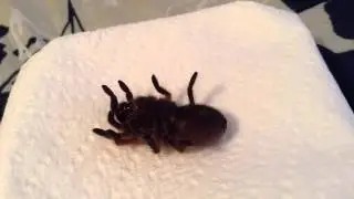 Tarantula drinking water in time-lapse!