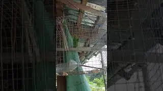 gaya burung entelit / serindit tinduk