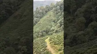 Tea garden darjeeling ☕️ #shorts #trending #viral #youtubeshorts #tea #darjeeling #darjeelingtea