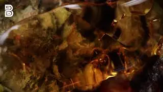 Forum Cut Cookies Shatter from MUV | Budsbie Burns (Ep.2)