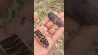 Amaltas🌳Tree Seeds (Cassia fistula) . #fruit #shortvideo #satisfying #seeds #shorts #cassiafistula