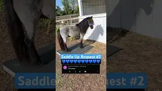 Blue 🐆 Mini Horse Saddle Up #minihorse #saddleup
