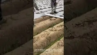 Covering the Earth: How Farmers Use Plastic Sheeting to Prepare Soil for Planting