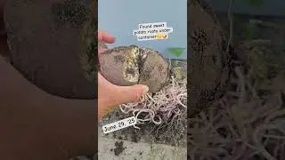 found sweet potato roots growing under container #growsweetpotatoes #togetherwegrow