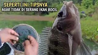 Tips Cara mancing nila