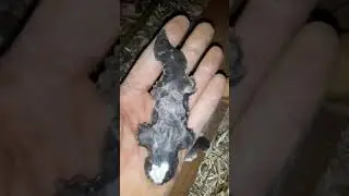 Knapped salamander