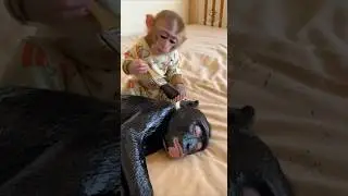 Baby Monkey uses black pitch to Wake Up Sleeping monkeys 😊 #babymonkey  #funnyanimalshorts