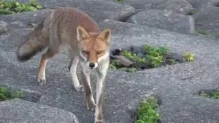 野生のキツネを発見。警戒しながらも近寄ってきた