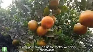 Large farm with exports in Morocco