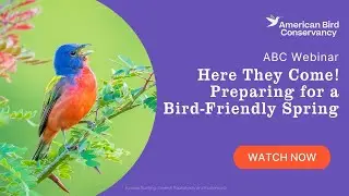 Here They Come! Preparing for a Bird-Friendly Spring | ABC Webinar