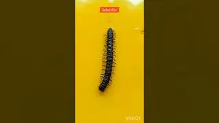 worm atta natural #shorts #youtubeshorts #viral #trending