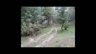 Sharan forest