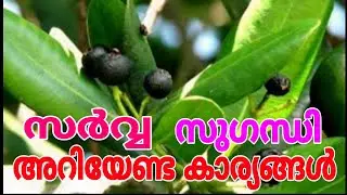 #Sarva_Sugandhi സർവ്വ സുഗന്ധി അറിയേണ്ടതെല്ലാം Health Tips Malayalam | All Spices | Sarvva Sugandhi