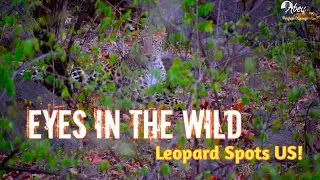 The Moving Dots behind the Woods | The Leopard Eyes