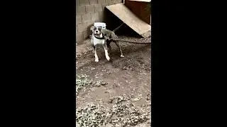 He lived on a chain, 1 year later this happened&hellip;