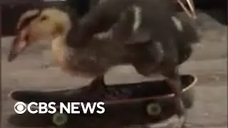 Can you teach a duck to skateboard? Apparently, yes. This duck practices on a daily basis. #Shorts